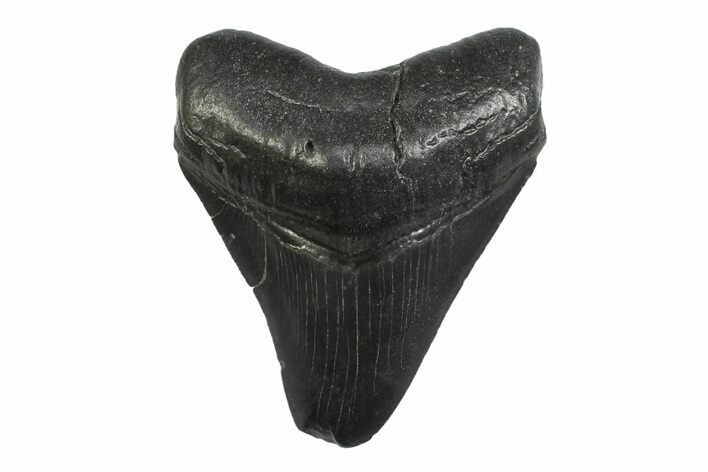Serrated, Fossil Megalodon Tooth - South Carolina #356838
